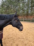 Braaf recreatie paard, Ruin, 170 tot 175 cm, 11 jaar of ouder, Recreatiepaard