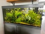 Eheim aquarium vivaline 180 led incl pomp en vissen, Ophalen, Gebruikt, Gevuld zoetwateraquarium