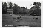 Assen Hertenkamp Oude Ongelopen Ansichtkaart ( A2456 ), Ophalen of Verzenden, 1920 tot 1940, Ongelopen, Drenthe
