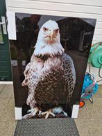 Grote Adelaar poster/foto achter glas, nieuw in verpakking., Meerdere dieren, Tropenvogel