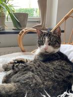 Gecastreerde kater grijs tijgertje, Dieren en Toebehoren, Katten en Kittens | Overige Katten, Kater, Kortharig, 3 tot 5 jaar