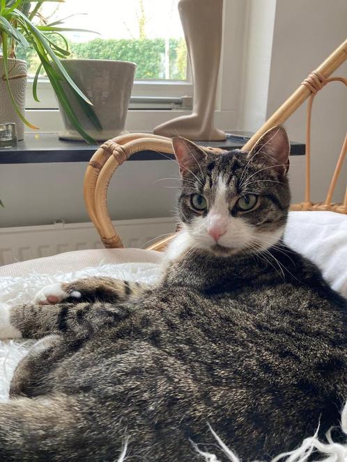 Gecastreerde kater grijs tijgertje, Dieren en Toebehoren, Katten en Kittens | Overige Katten, Kortharig, Kater, 3 tot 5 jaar