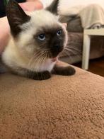 Britse  Red point blue  point blauw zwart Gelijk Mee, Dieren en Toebehoren, Katten en Kittens | Raskatten | Korthaar, Meerdere dieren