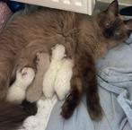 Hele lieve mooie Seal mitted en mink ragdoll kittens geboren, Dieren en Toebehoren, Katten en Kittens | Raskatten | Langhaar, Meerdere dieren