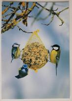 Pimpelmezen en koolmees hangend aan vetbol, Verzamelen, Ophalen of Verzenden, 1980 tot heden, Ongelopen, Vogel