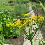 Wilde venkel, Foeniculum vulgare, Ophalen, Volle zon, Vaste plant, Kruiden