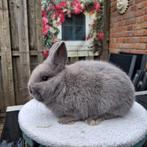 Kleurdwerg konijn, Dieren en Toebehoren, Mannelijk, Dwerg