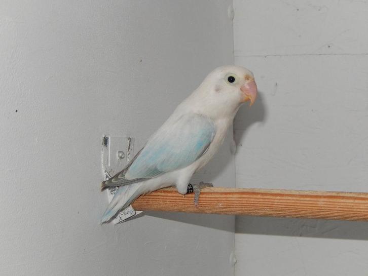 Drie Opaline fischeri poppen., Dieren en Toebehoren, Vogels | Parkieten en Papegaaien, Dwergpapegaai of Agapornis, Vrouwelijk