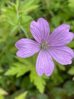 Geranium. Ooievaarsbek. Gifvrij gekweekt, goed voor de bijen, Ophalen, Zomer, Overige soorten, Volle zon