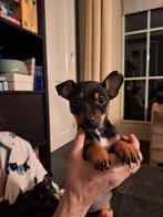 Jack Russell pups Black and Tan puppys, Parvo, 8 tot 15 weken, Meerdere, Meerdere dieren