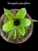 Neoregelia Pauciflora mini hybride, Ophalen of Verzenden, Overige soorten, Minder dan 100 cm