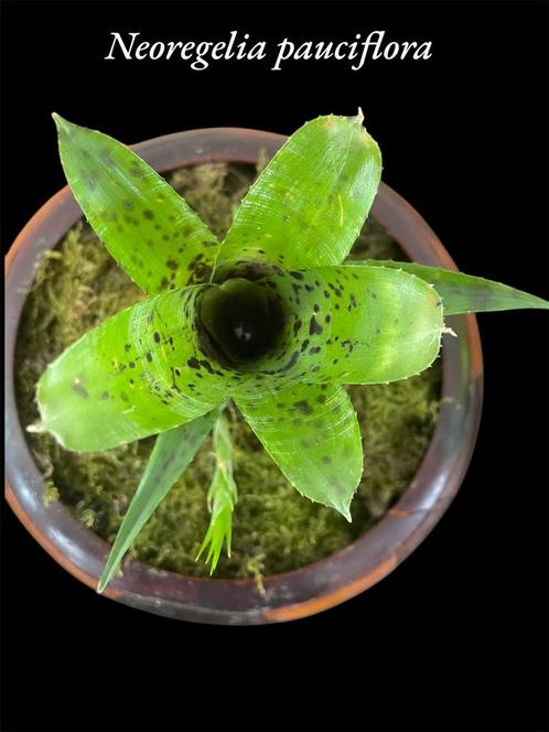 Neoregelia Pauciflora mini hybride, Huis en Inrichting, Kamerplanten, Overige soorten, Minder dan 100 cm, Ophalen of Verzenden