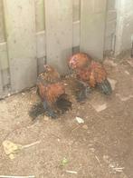 Hanen, Dieren en Toebehoren, Pluimvee