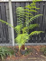 Boomvaren dicksonia antarctia varen, Halfschaduw, Overige soorten, 100 tot 250 cm, Ophalen