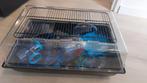 Hamster kooi, Dieren en Toebehoren, Knaagdieren en Konijnen | Hokken en Kooien, Kooi, Minder dan 75 cm, Hamster, Ophalen