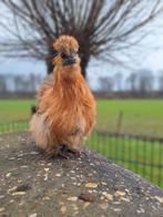 Makke zijdehoen kriel HENNEN, Dieren en Toebehoren, Kip, Vrouwelijk