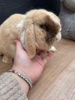 NHD x Minilop choco harli fokram🩵, Dieren en Toebehoren, Mannelijk, Dwerg