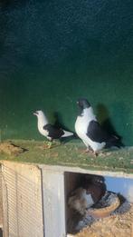 Syrische duiven, Meerdere dieren, Overige soorten