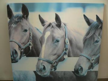 Mooi paardenschilderij 58x58 beschikbaar voor biedingen