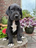 Mooie duitse dog pups, Nederland, Overige rassen, 8 tot 15 weken, HCC (leverziekte)