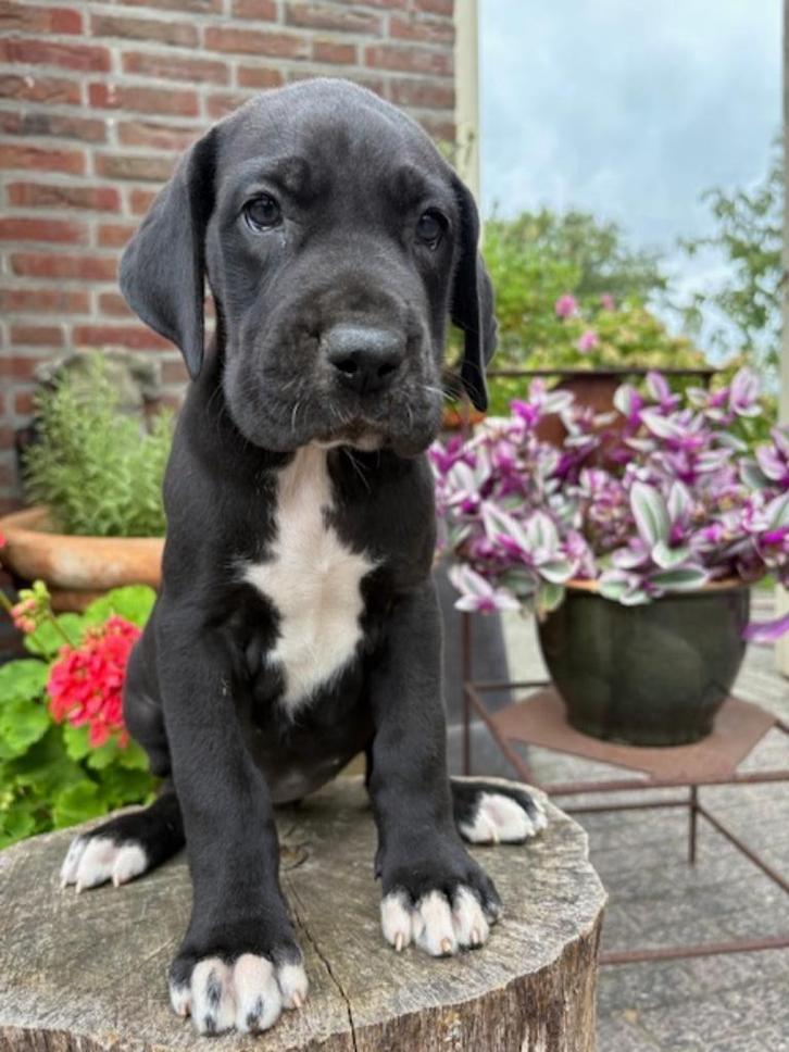 Mooie duitse dog pups, Dieren en Toebehoren, Honden | Bulldogs, Pinschers en Molossers, Meerdere dieren, Overige rassen, Fokker | Professioneel