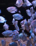 Dwerg Goerami Cobalt - Prijs: €6,99 per stuk, Dieren en Toebehoren, Vissen | Aquariumvissen, Vis, Zoetwatervis