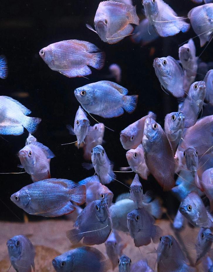 Dwerg Goerami Cobalt - Prijs: €6,99 per stuk, Dieren en Toebehoren, Vissen | Aquariumvissen, Zoetwatervis, Vis