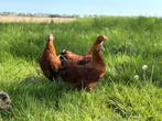Jonge tamme New Hampshire kriel kippen hennen gesekst, Dieren en Toebehoren, Pluimvee, Vrouwelijk, Kip