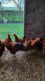 new hampshire groot, Dieren en Toebehoren, Meerdere dieren, Kip