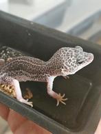 Total eclipse dame, Dieren en Toebehoren, Reptielen en Amfibieën