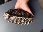 Mammoet fossiel bot kies Noordzee tand stegodon java, Verzamelen, Mineralen en Fossielen, Verzenden, Fossiel