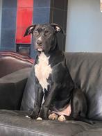 Wegens emigratie lief teefje 1 jaar, Dieren en Toebehoren, Honden | Niet-rashonden, Parvo, 1 tot 2 jaar, Teef, Eén hond