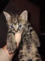 Super mooie kittens, Dieren en Toebehoren, Katten en Kittens | Overige Katten, Meerdere dieren, Kortharig, 0 tot 2 jaar