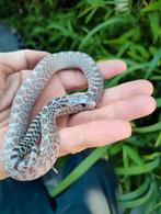 Verschillende bullsnake nakweek beschikbaar, Slang