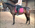 Brave 6 jr ruin 1,64(recreatie-manege-sport), Dieren en Toebehoren, Paarden, Springpaard, B, Gechipt, Ruin