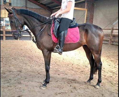 Brave 6 jr ruin 1,64(recreatie-manege-sport), Dieren en Toebehoren, Paarden, Ruin, B, 160 tot 165 cm, 3 tot 6 jaar, Springpaard