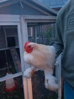 Cochinkriel haan isabel, Dieren en Toebehoren, Ophalen, Zo goed als nieuw