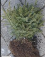 Plantgoed Omorika & Nordmann, Ophalen of Verzenden, Volle zon, Overige soorten