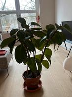 Rubberboom (Ficus elastica 'Robusta'), Huis en Inrichting, Kamerplanten, Ophalen, Ficus, Halfschaduw, Minder dan 100 cm