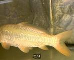 Perfecte JAPANSE Doitsu Karashigoi 25 cm, Karper of Koi