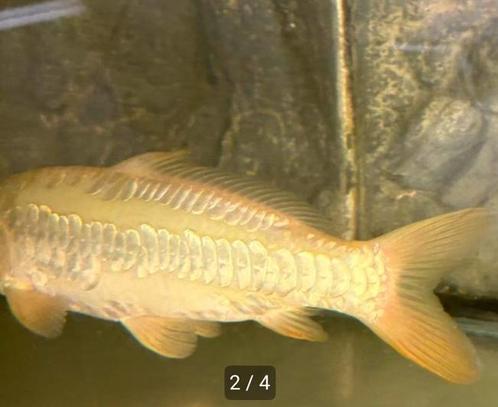 Perfecte JAPANSE Doitsu Karashigoi 25 cm, Dieren en Toebehoren, Vissen | Vijvervissen, Karper of Koi