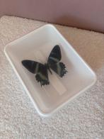 Opgezette Vlinder in Doosje - Zwart met Groen, Verzamelen, Dierenverzamelingen, Ophalen of Verzenden, Nieuw, Insect, Opgezet dier