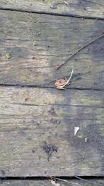 Draglineschot 6x2 - Hardhouten balken, Ophalen, Balk, Overige houtsoorten, 50 mm of meer