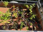 ==LEUK== Veel vaste planten in aanhanger 25 stuks, Ophalen of Verzenden