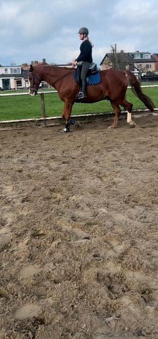 Dekje lemieux betton blue, Dieren en Toebehoren, Paarden en Pony's | Verzorgingsproducten, Zo goed als nieuw, Ophalen of Verzenden