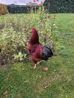 Gratis Wyandotte haan, Dieren en Toebehoren, Pluimvee, Mannelijk, Kip