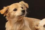 Ruby x kokoni verblijft in Cyprus, Dieren en Toebehoren, Honden | Niet-rashonden, Rabiës (hondsdolheid), 15 weken tot 1 jaar, Handelaar