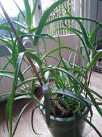 Grote plant  Alóe Arboréscens 95 cm in groene aardewerk pot, Huis en Inrichting, Kamerplanten, Overige soorten, Minder dan 100 cm