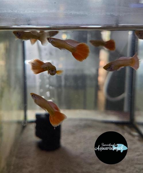 Poecilia reticulata full gold koppel, Dieren en Toebehoren, Vissen | Aquariumvissen, Zoetwatervis, Vis