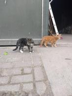 Kittens, Dieren en Toebehoren, Katten en Kittens | Raskatten | Korthaar, Meerdere dieren, Ontwormd, 0 tot 2 jaar